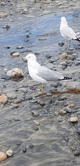 Larus delawarensis