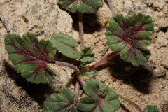 Erodium texanum