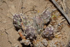 Grusonia aggeria