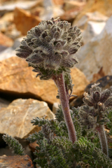Polemonium chartaceum