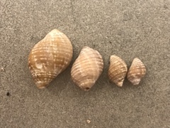 Nucella lapillus