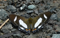 Siseme alectryo alectryo