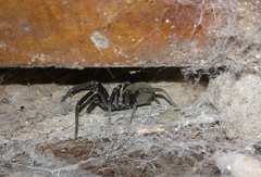 Kukulcania hibernalis