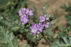 Phacelia congesta