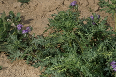 Phacelia congesta