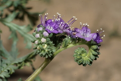 Phacelia congesta