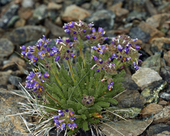 Polemonium eddyense