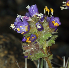 Polemonium eddyense