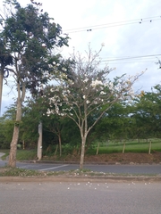 Tabebuia