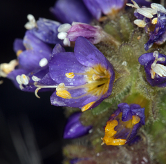 Polemonium eddyense