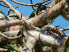 Poicephalus cryptoxanthus