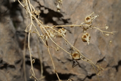 Maurandya antirrhiniflora