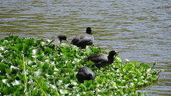 Fulica americana
