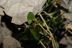 Maurandya antirrhiniflora