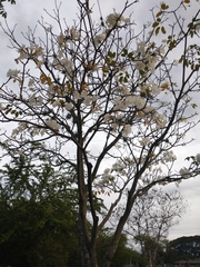 Tabebuia