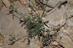 Thamnosma texana