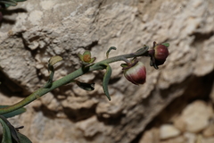 Thamnosma texana