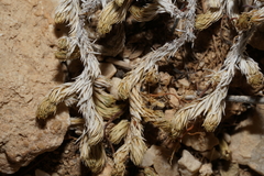 Selaginella peruviana