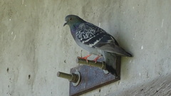 Columba livia