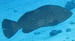 Epinephelus maculatus
