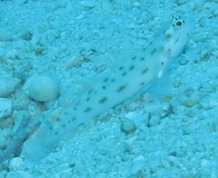 Ctenogobiops feroculus