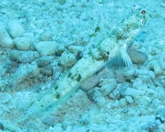 Tomiyamichthys alleni