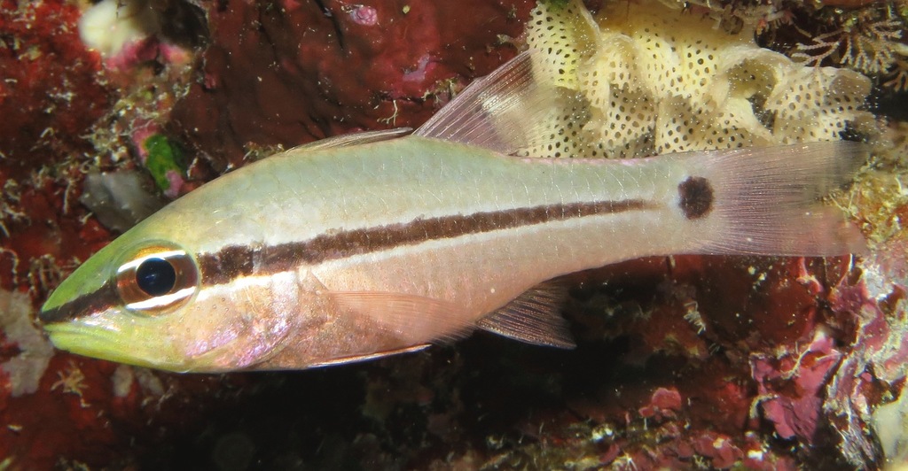 Spiny-Eyed Cardinalfish