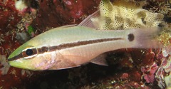 Spiny-Eyed Cardinalfish photo 1
