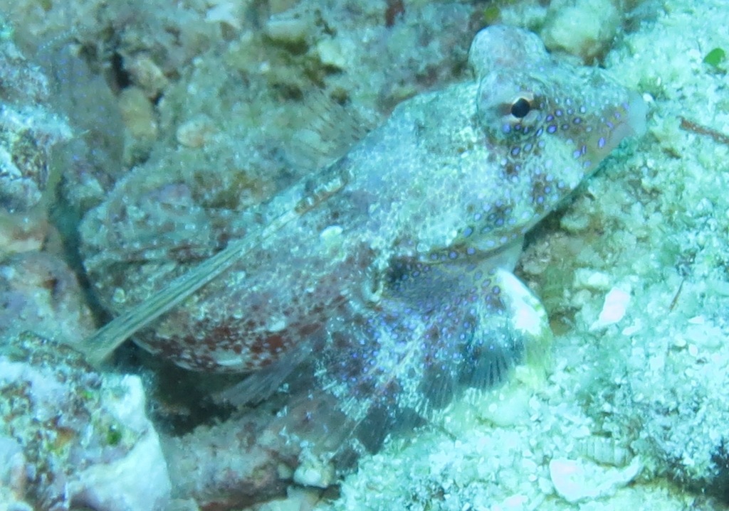 Morrison’s Dragonet