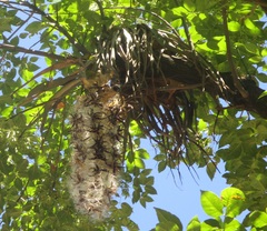 Tillandsia prodigiosa
