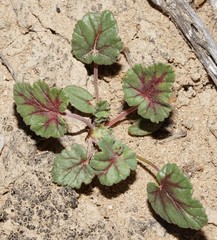 Erodium texanum