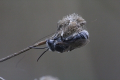 Lasioglossum discus