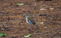 Cercotrichas signata