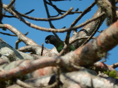 Poicephalus cryptoxanthus