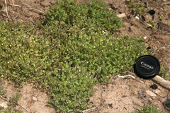 Polemonium micranthum