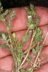 Polemonium micranthum