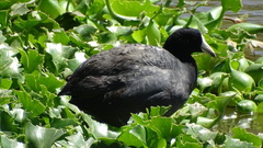 Fulica americana