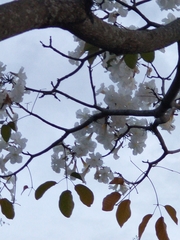 Tabebuia