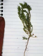 Polemonium micranthum