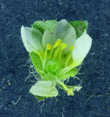 Polemonium micranthum