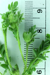 Polemonium micranthum