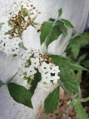 Tournefortia hartwegiana