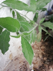 Tournefortia hartwegiana