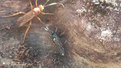 Ichneumon inquinatus