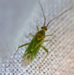 Blepharidopterus angulatus