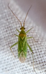 Blepharidopterus angulatus