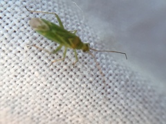 Blepharidopterus angulatus