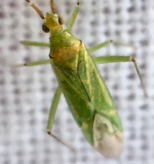 Blepharidopterus angulatus