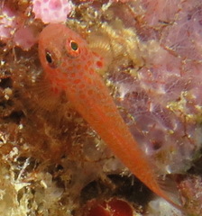 Trimma macrophthalmus