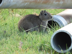 Microcavia australis